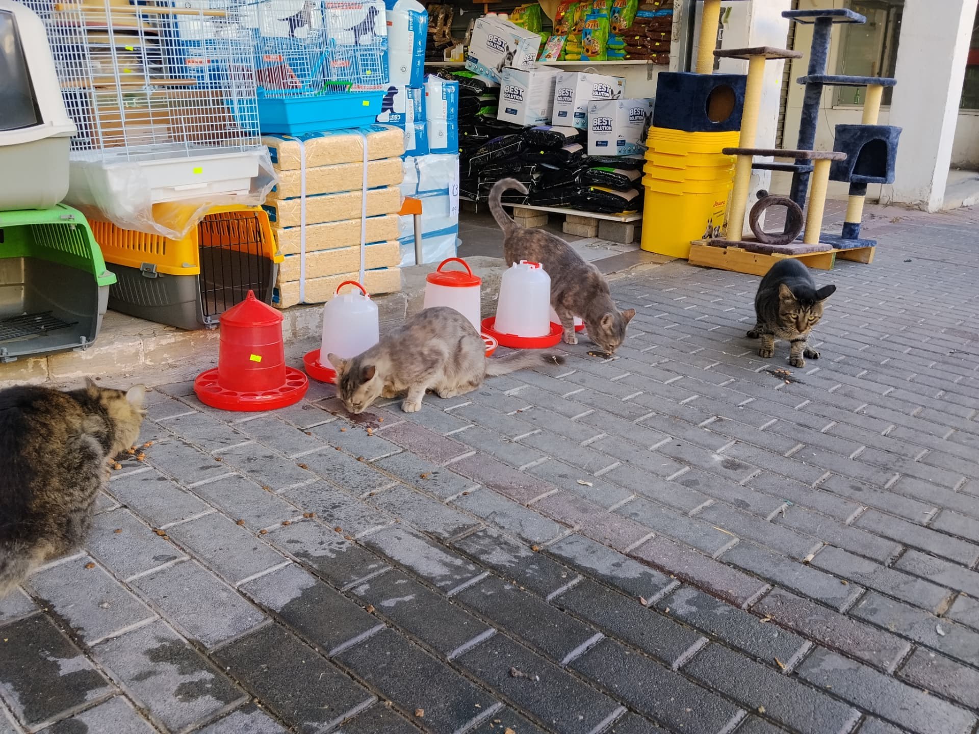 הכניסה לחנות Dogs&Pets בבית שמש