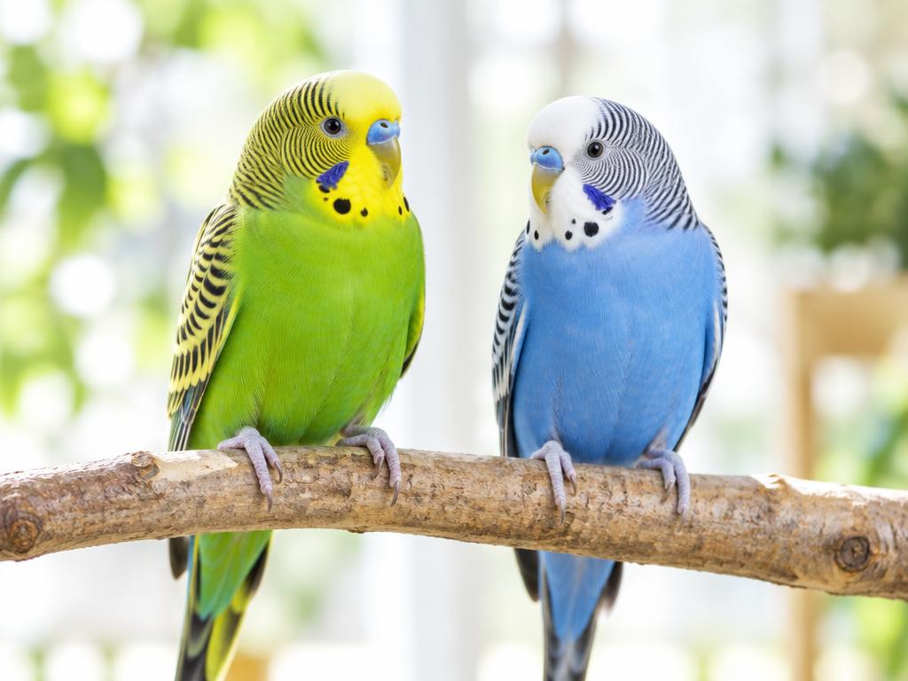 Two budgies, green and blue, on a wooden perch